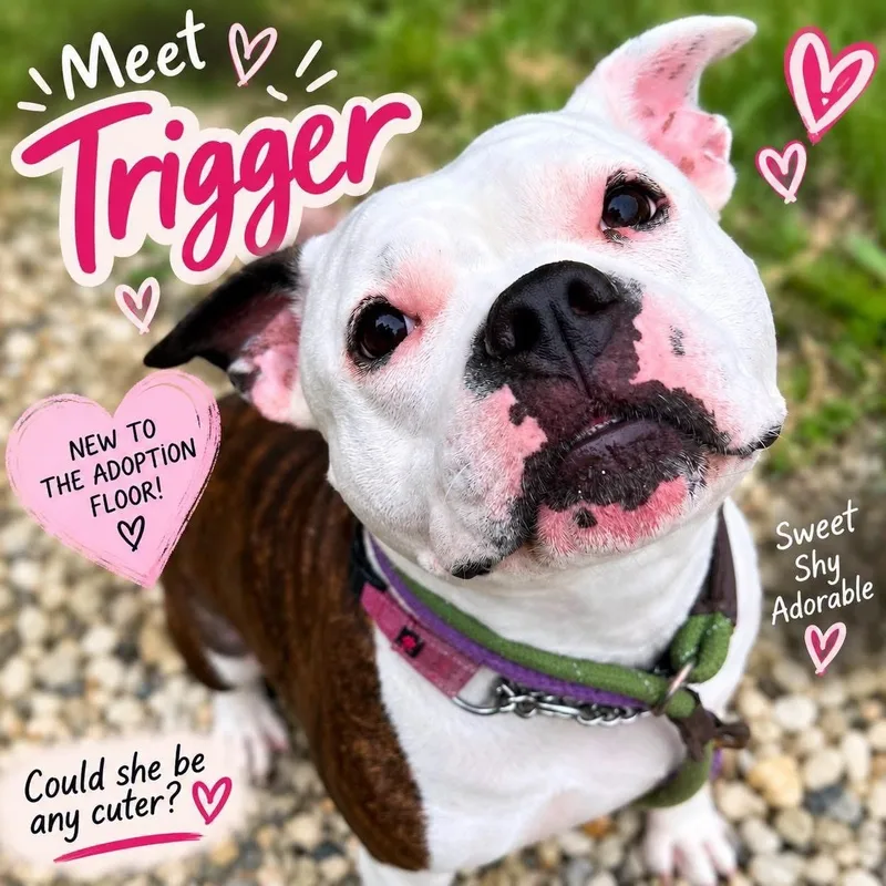 An adult large-sized female Brindle American Bulldog dog named Trigger for adoption in Jackson, NJ