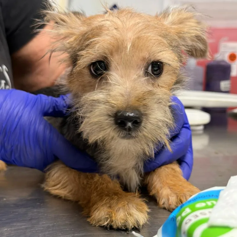 A baby small-sized female Yorkshire Terrier dog named Jellybean for adoption in Ewing, NJ