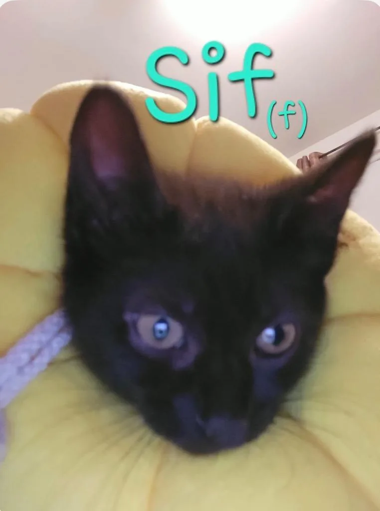 Sif