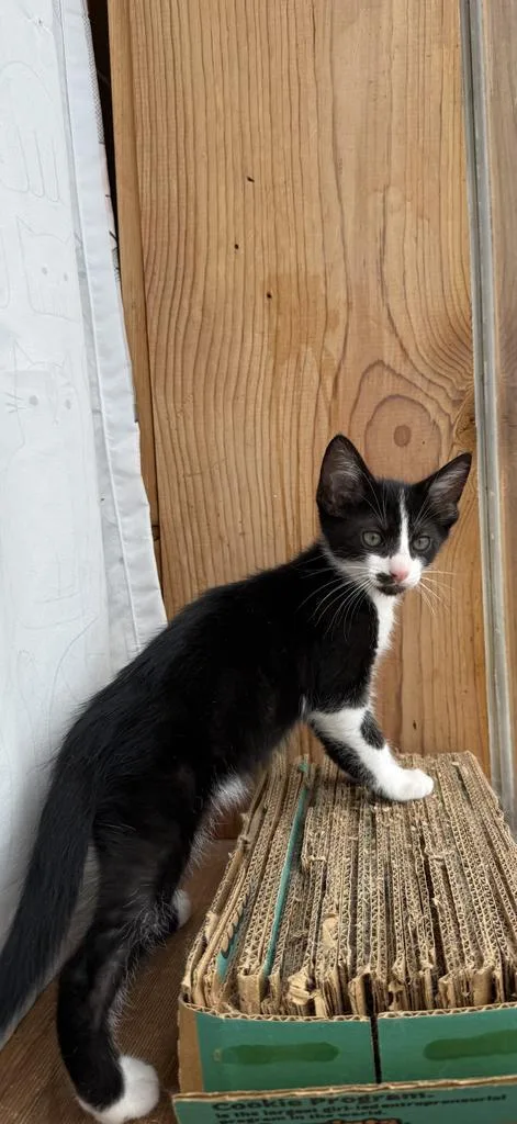 A baby medium-sized male Domestic Short Hair cat named Bruno for adoption in Athens, OH