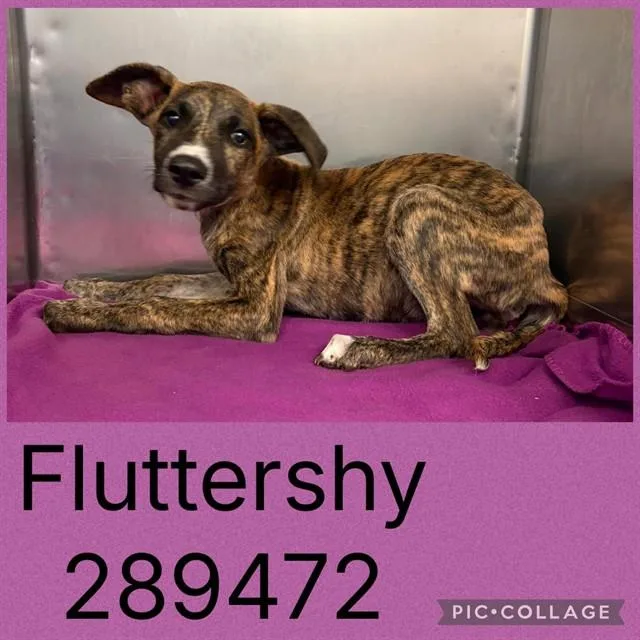 A baby small-sized female Mixed Breed dog named Fluttershy for adoption in Macon, GA