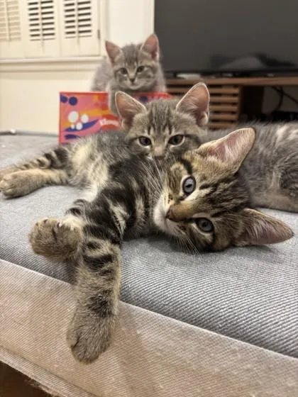 A baby small-sized male Domestic Short Hair cat named Starflight for adoption in Bellevue, WA