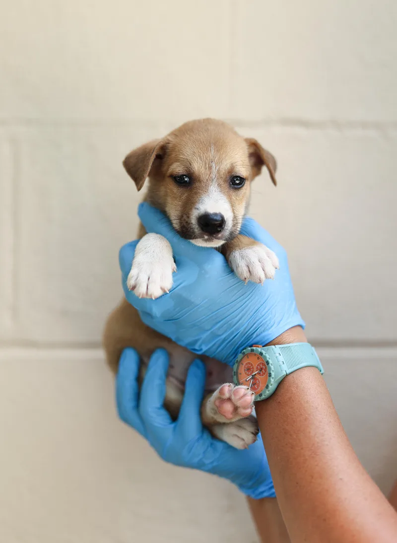 A baby medium-sized male Apricot / Beige Labrador Retriever dog named Ringo for adoption in Lucedale, MS
