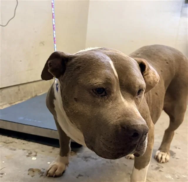 An adult large-sized female Pit Bull Terrier dog named Squish for adoption in Camarillo, CA
