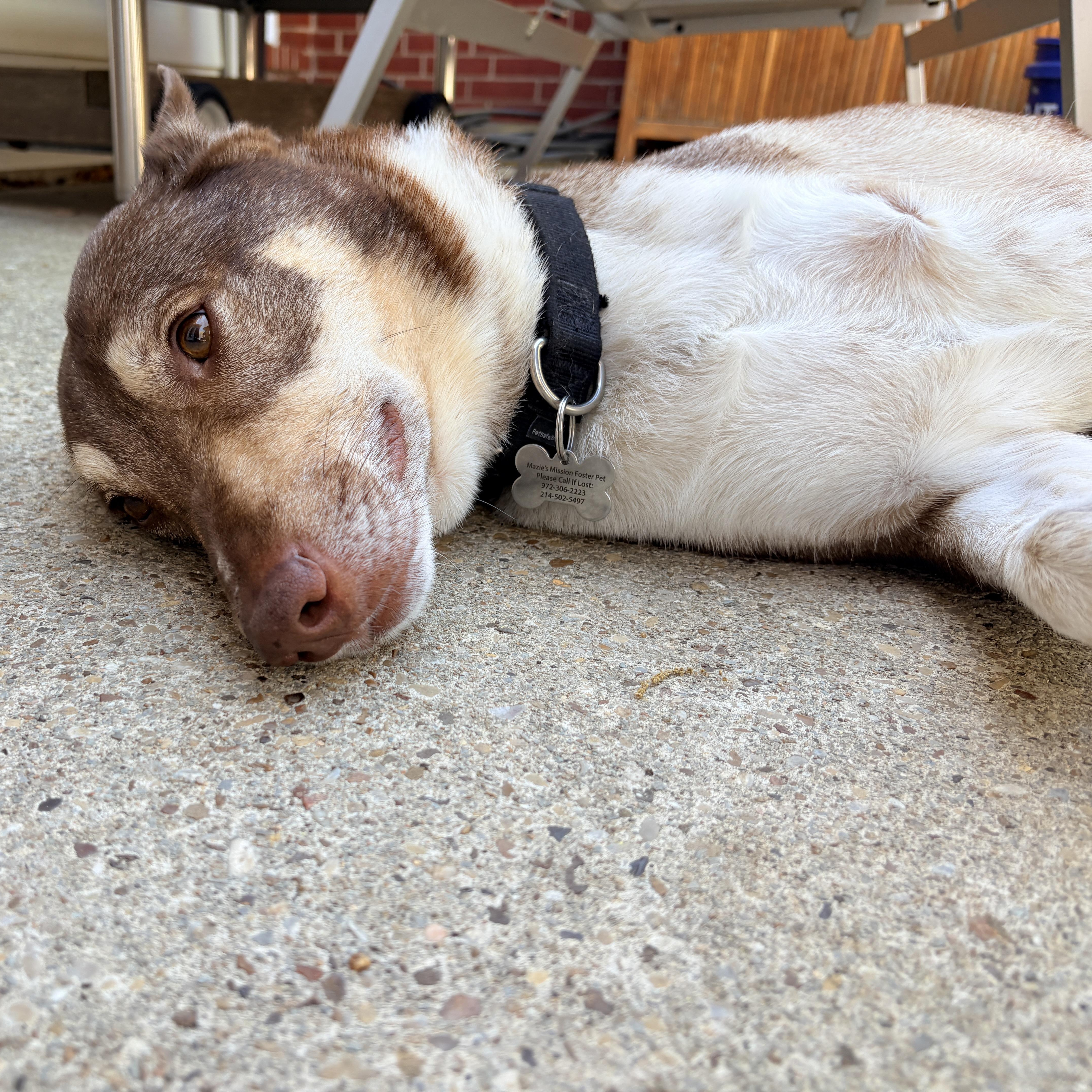 An adult medium-sized male Australian Cattle Dog / Blue Heeler dog named Baker for adoption in Plano, TX