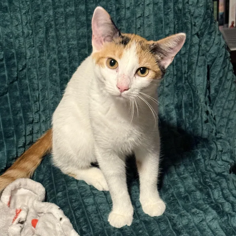 A baby medium-sized female Domestic Short Hair cat named Bongo for adoption in Kissimmee, FL