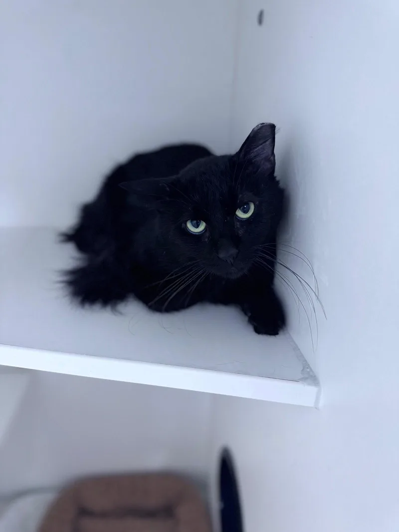 A young medium-sized male Black Domestic Short Hair cat named Flynn Rider for adoption in Satellite Beach, FL