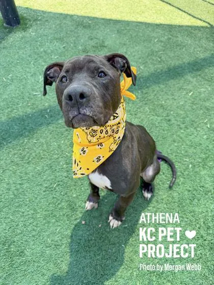 An adult large-sized female Black Pit Bull Terrier dog named Athena for adoption in Kansas City, MO