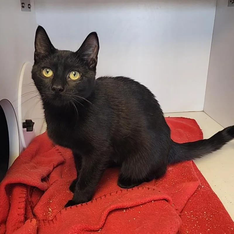 A young small-sized female Black Domestic Short Hair cat named Koi for adoption in Monroe, MI
