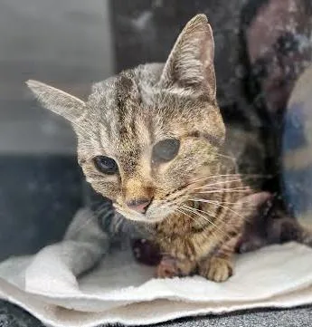 An adult small-sized female Tabby (Brown / Chocolate) Domestic Short Hair cat named Selena for adoption in Nashville, TN