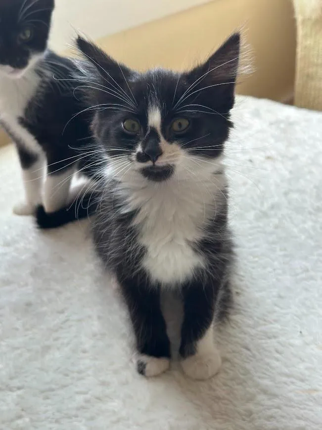 A baby medium-sized female Domestic Medium Hair cat named Tabitha for adoption in Shoreline, WA