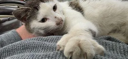 An adult medium-sized female Domestic Short Hair cat named Snickers for adoption in Berwick, PA