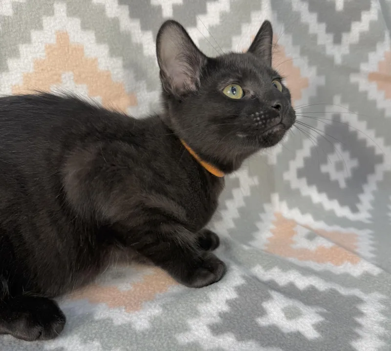 A baby medium-sized male Black Domestic Short Hair cat named McChicken for adoption in Minneapolis, MN
