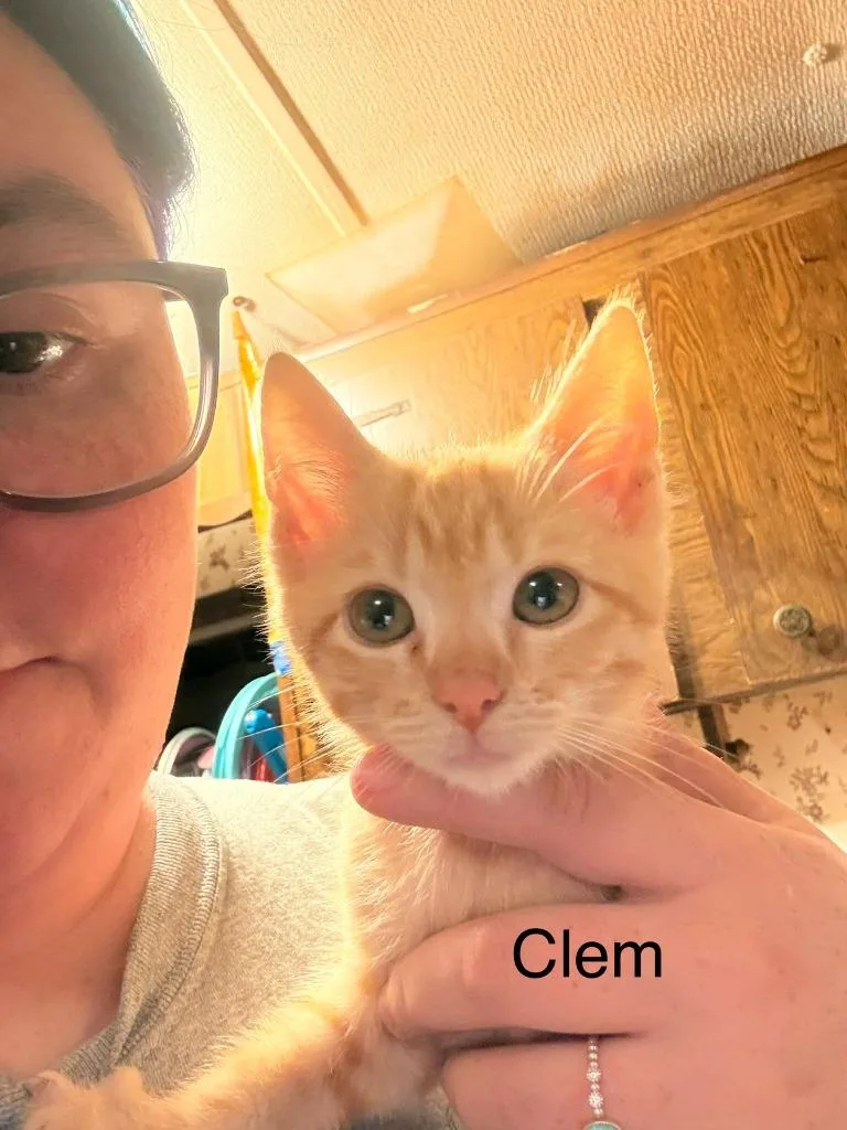 A baby medium-sized male Domestic Short Hair cat named Clementine for adoption in Johnson City, TN