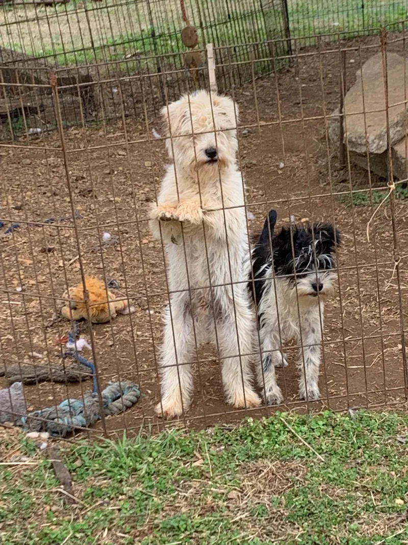 Cindy Lu thumbnail 2