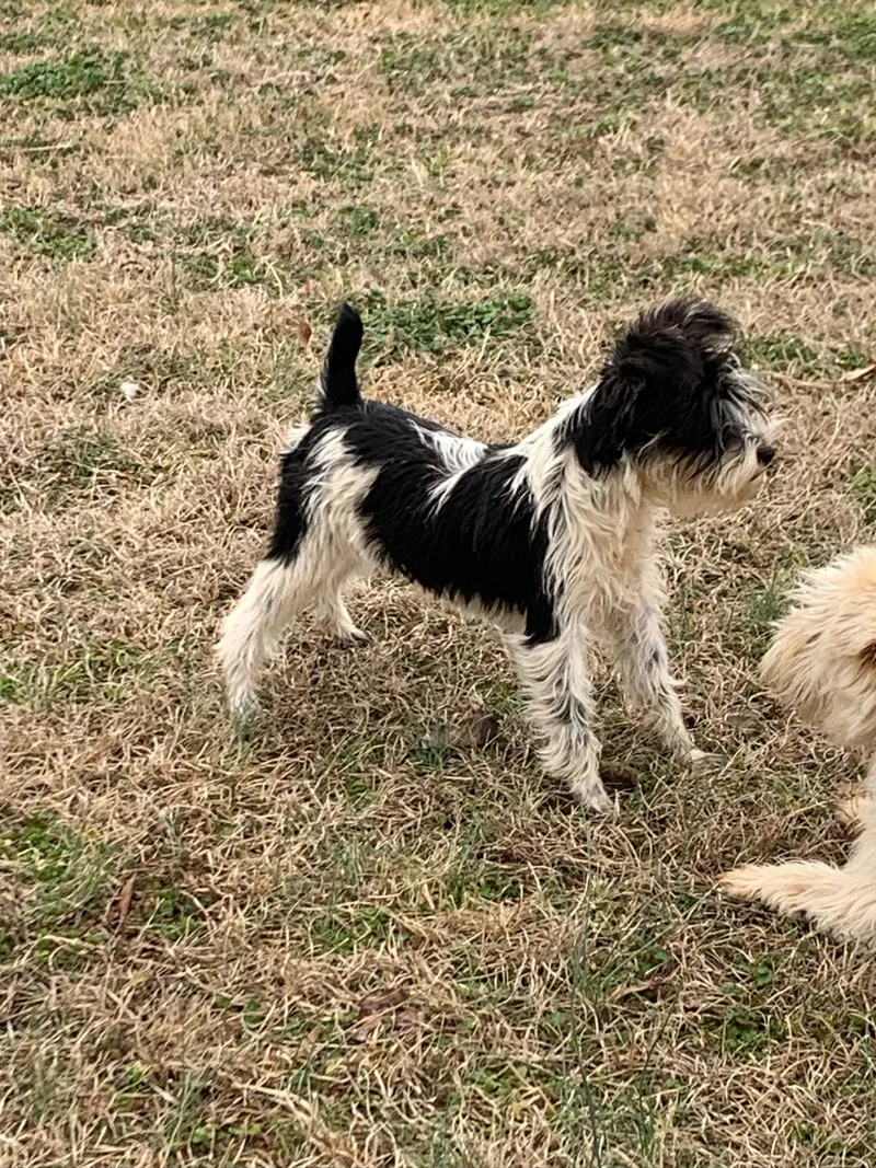 Cindy Lu thumbnail 3