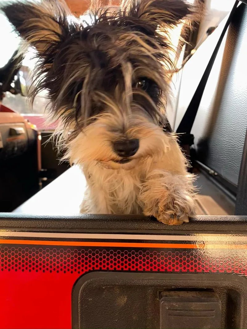 Cindy Lu thumbnail 4