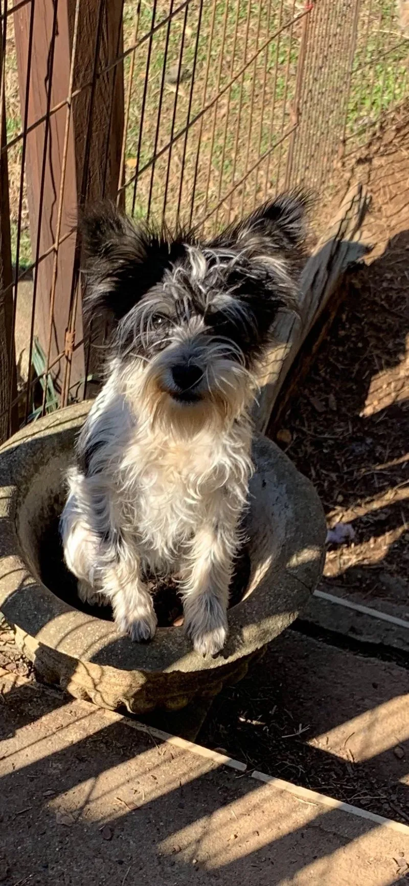 Cindy Lu thumbnail 5