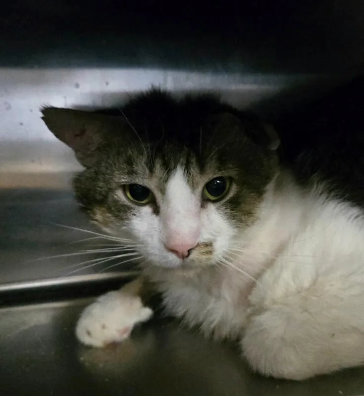 An adult medium-sized male Gray / Blue / Silver Domestic Short Hair cat named Paw for adoption in Cincinnati, OH