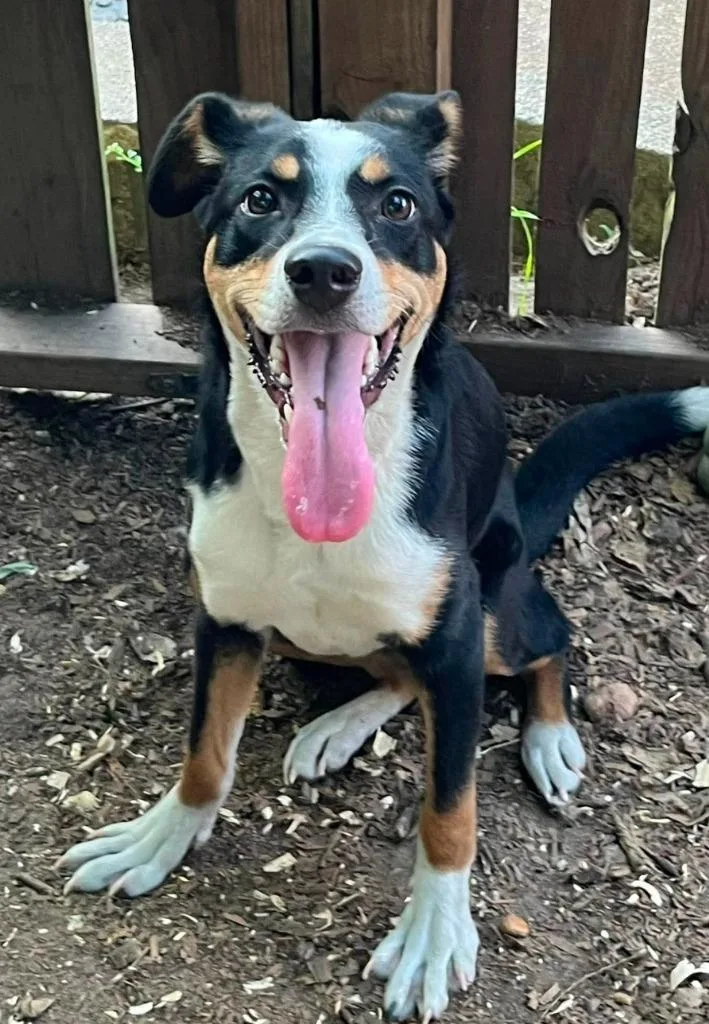 A young medium-sized female Feist dog named Median for adoption in El Dorado, AR