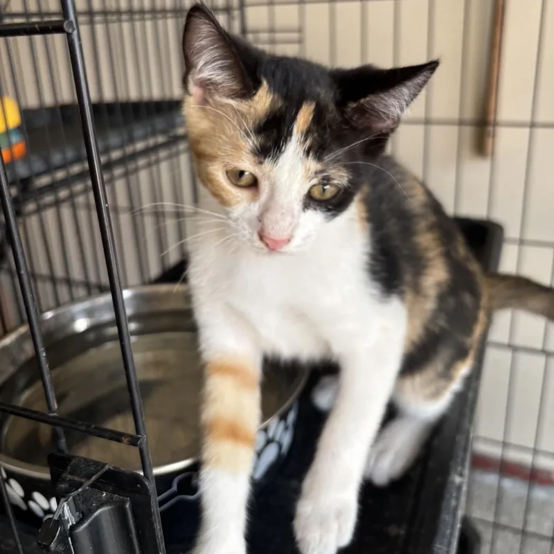A baby small-sized female Calico Domestic Short Hair cat named Holly for adoption in League City, TX