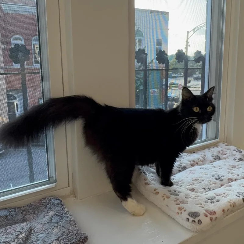 A young medium-sized female Black & White / Tuxedo Domestic Short Hair cat named Betty for adoption in Monroe, NC
