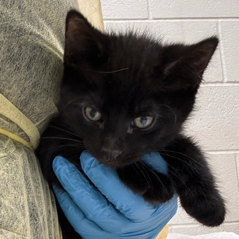 A baby small-sized male Domestic Short Hair cat named Greg for adoption in Murray, UT