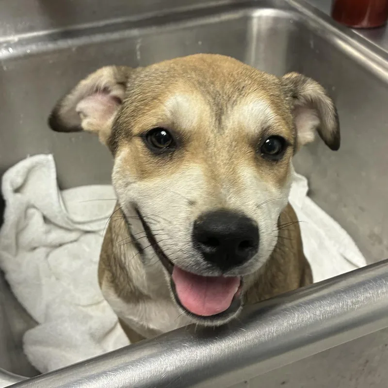 A baby small-sized female Brown / Chocolate Anatolian Shepherd dog named Sophie for adoption in Birmingham, AL