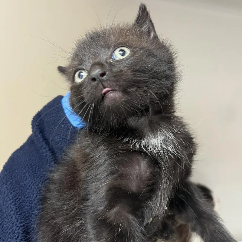 A baby small-sized female Black Domestic Short Hair cat named Avery for adoption in Harrisonburg, VA
