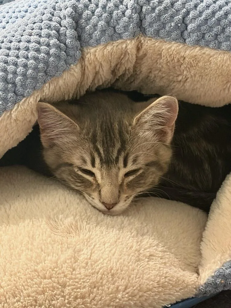 A baby small-sized male Gray / Blue / Silver Domestic Short Hair cat named Mowgli for adoption in Vancouver, WA