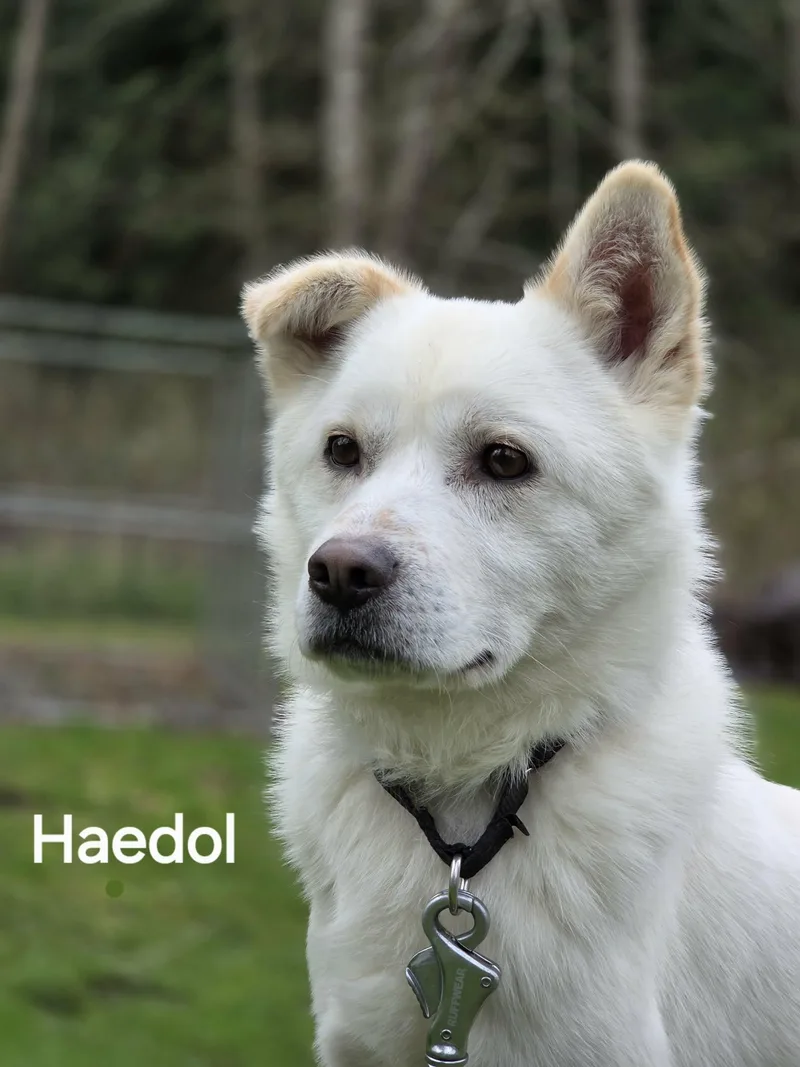 An adult medium-sized male White / Cream Mixed Breed dog named Haedol The Guy Lbs. for adoption in Elma, WA