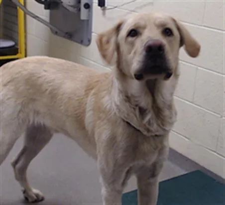 An adult large-sized male Labrador Retriever dog named Marley for adoption in Denver, CO