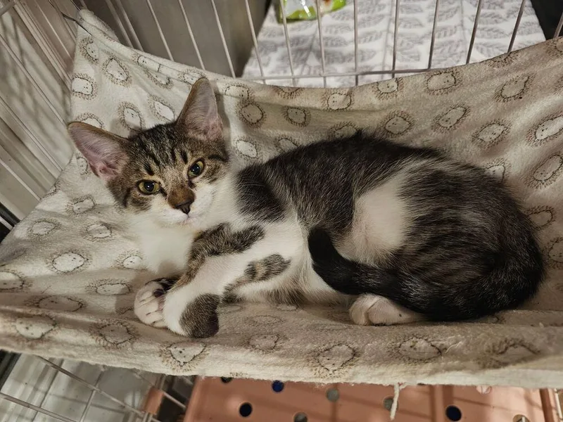 A baby small-sized male Domestic Short Hair cat named Radke for adoption in West Mifflin, PA