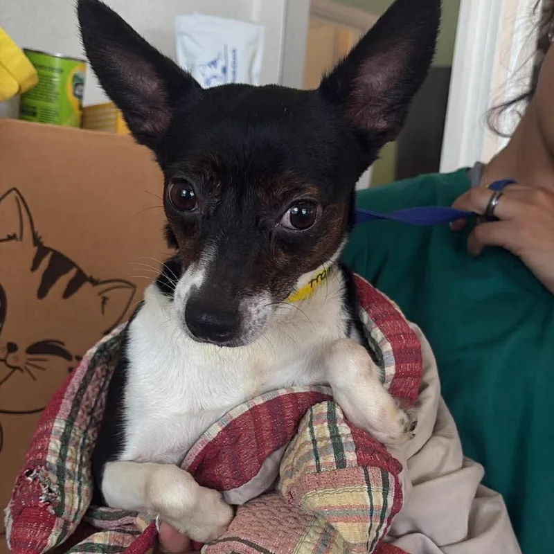 An adult small-sized female Yellow / Tan / Blond / Fawn Chihuahua dog named Francis for adoption in Tampa, FL