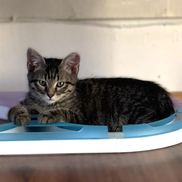 A baby small-sized male Domestic Short Hair cat named Smoo for adoption in Sacramento, CA