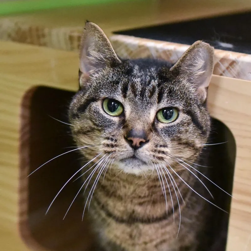 A senior extra large-sized female Brown / Chocolate Domestic Short Hair cat named Zara for adoption in Fairfax Station, VA