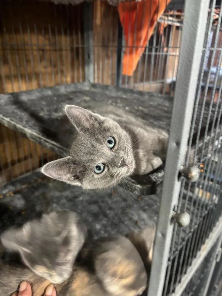 A baby small-sized male Gray / Blue / Silver Domestic Short Hair cat named Freddy for adoption in Mooresville, NC