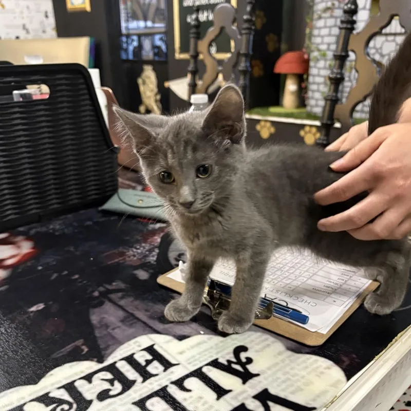 A baby medium-sized male Gray / Blue / Silver Domestic Short Hair cat named Rasik for adoption in Austin, TX