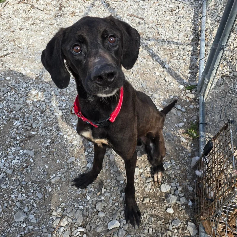 George Washington Carver