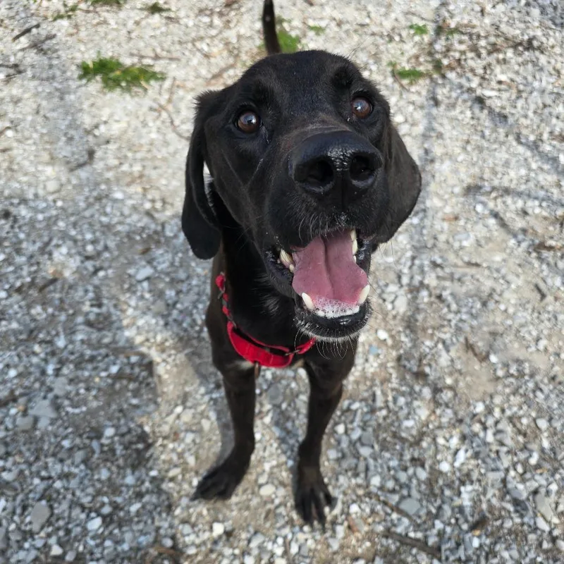 George Washington Carver thumbnail 2