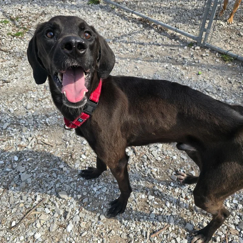 George Washington Carver thumbnail 3