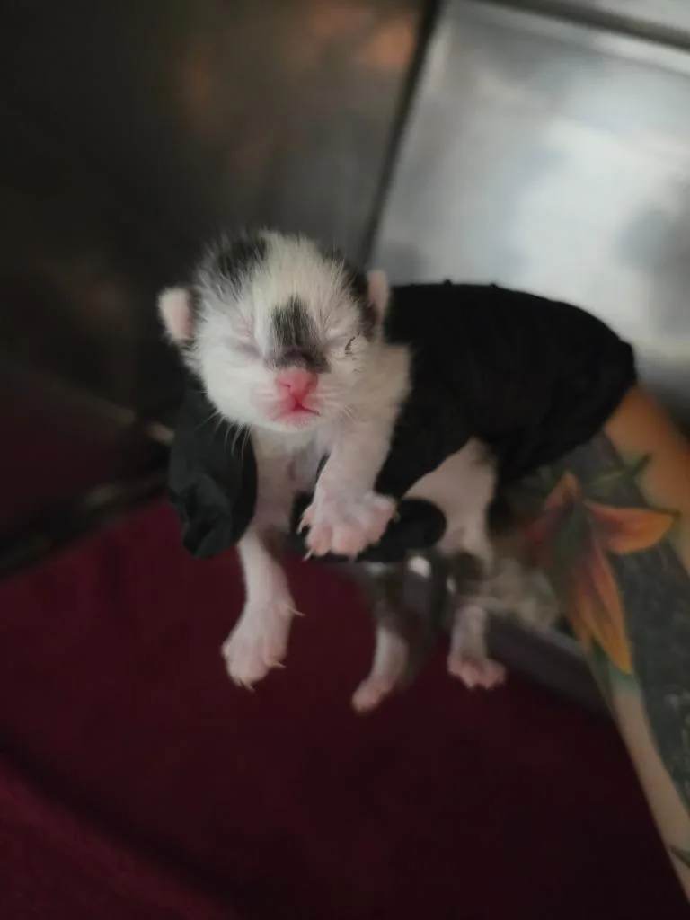 A baby medium-sized female Domestic Short Hair cat named Artemisia for adoption in Rockport, TX