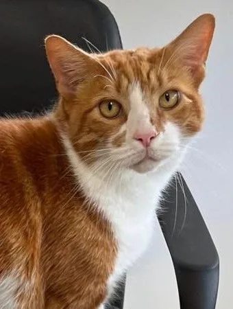 A senior large-sized male Orange / Red Domestic Short Hair cat named Tc for adoption in Palm City, FL