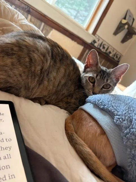 Penelope thumbnail 4