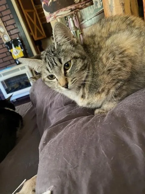 Penelope thumbnail 5