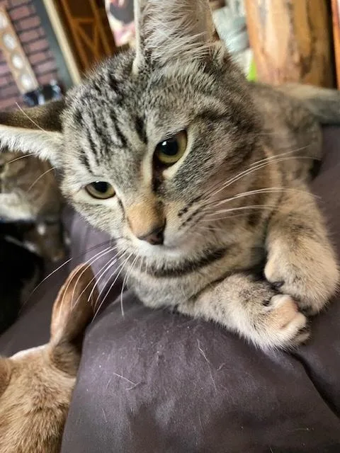 Penelope thumbnail 6