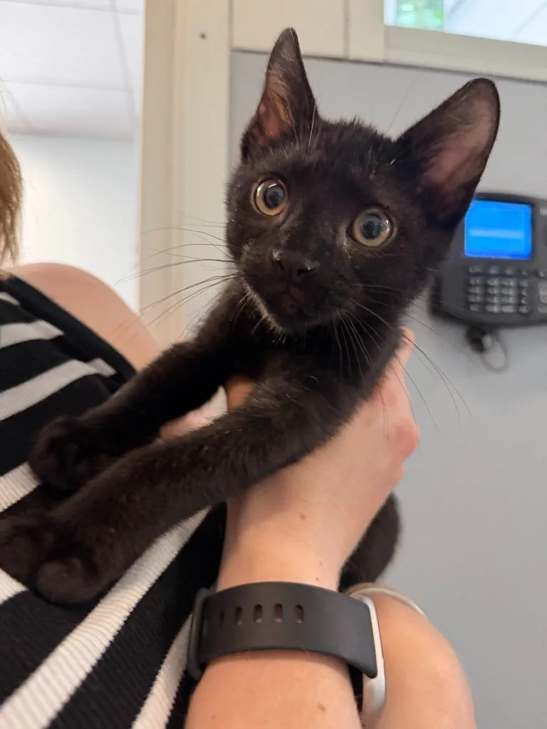 A baby small-sized male Domestic Short Hair cat named Meowser for adoption in Hyde Park, NY