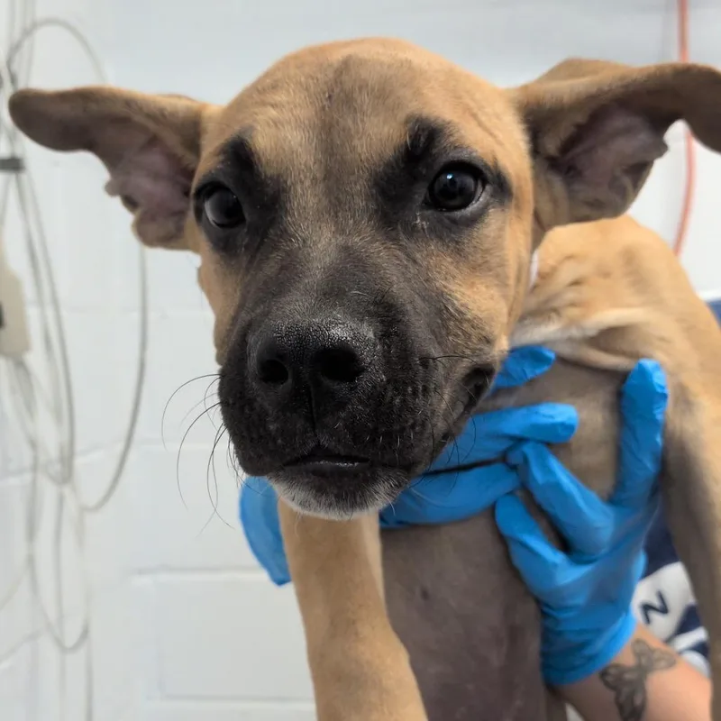 A baby small-sized male Yellow / Tan / Blond / Fawn American Staffordshire Terrier dog named Bundt Cake for adoption in Hattiesburg, MS
