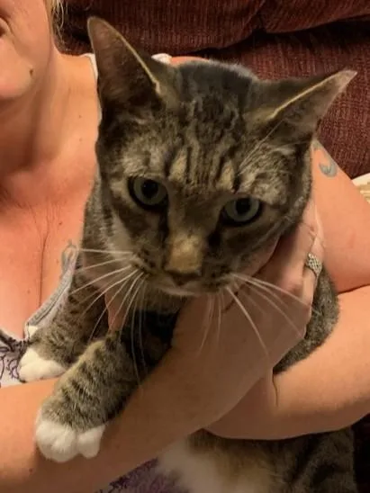 An adult large-sized male Tabby (Brown / Chocolate) Domestic Short Hair cat named Alastair for adoption in Lemoyne, PA