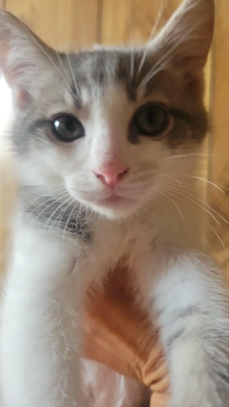 A baby medium-sized female Gray & White Domestic Short Hair cat named Scooter Visit At for adoption in Rustburg, VA